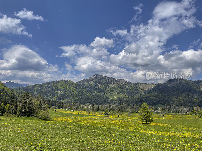 春天的Zgornje Jezersko山谷里长满蒲公英野花的草地